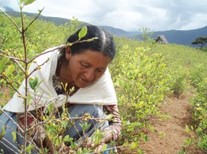 drug-control-drug-war