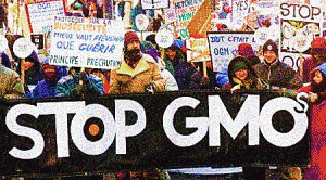 GMO