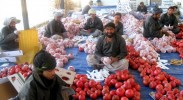 the-pomegranate-cultivated-for-centuries-in-afghanistan-is-a-high-value-crop-that-725x544