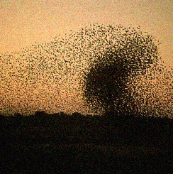 The Key to Understanding Tahrir Square: Swarm Intelligence
