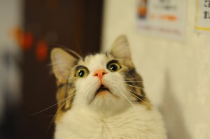g20-cats