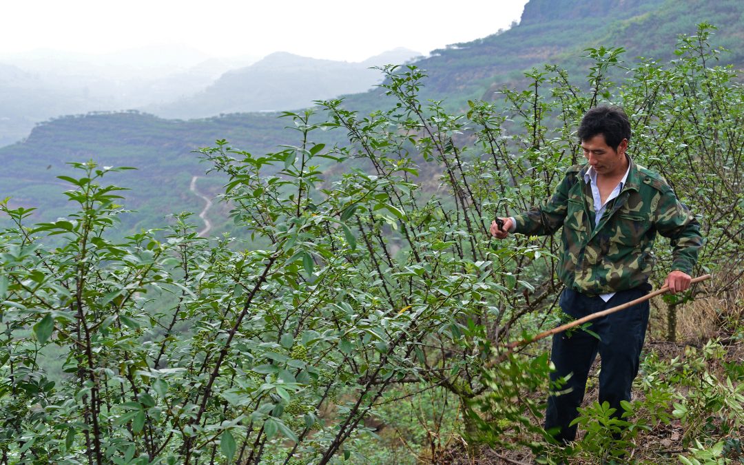 sustainable-development-OECD-GDP-alternatives-growth-inequality